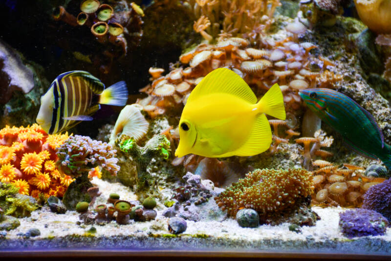 Marine aquarium with tangs and corals