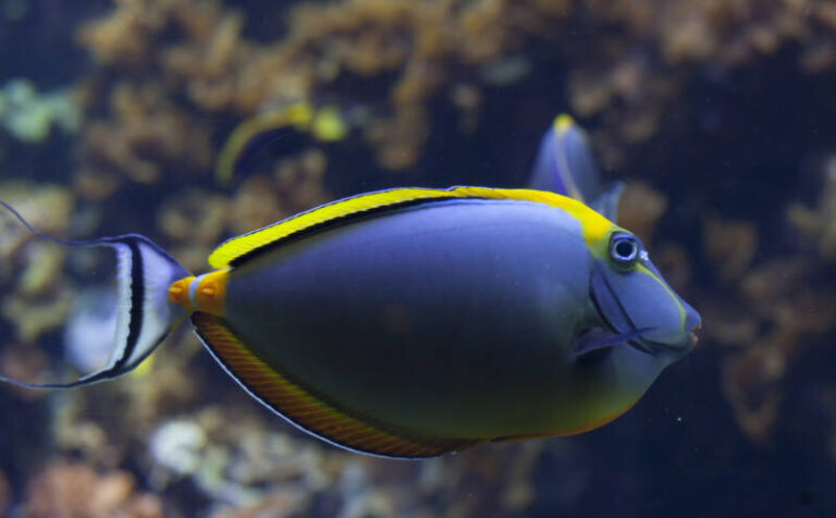 Tang Fish Care Guide: Types, Tank Setup & Diet Tips