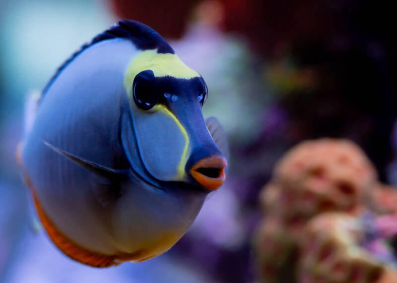 Female of Naso lituratus better known as naso tang in a reef tank