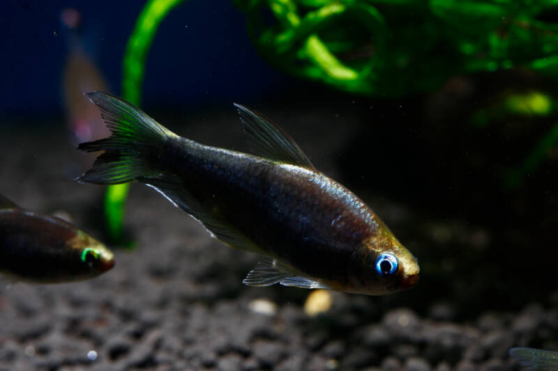 Nematobrycon palmeri also known as emperor tetra swimming in a planted aquarium with a dark substrate.