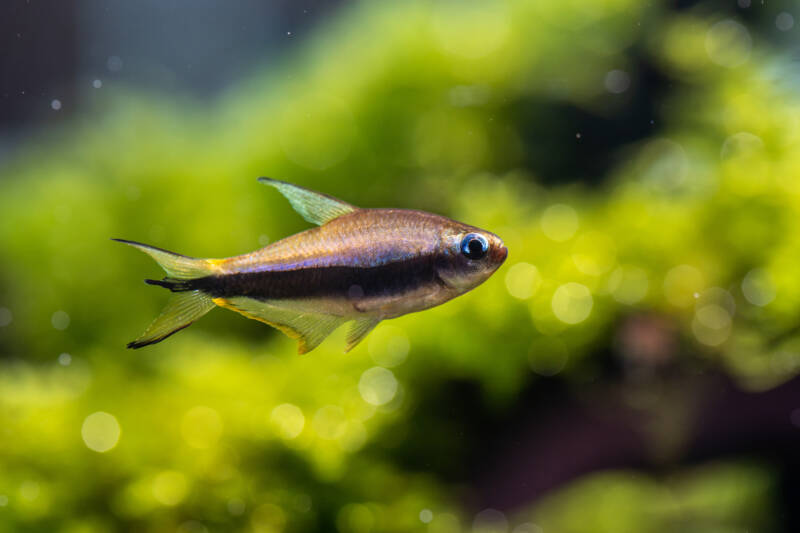 Male of Nematobrycon palmeri commonly known as emperor tetra swimming in a planted aquarium