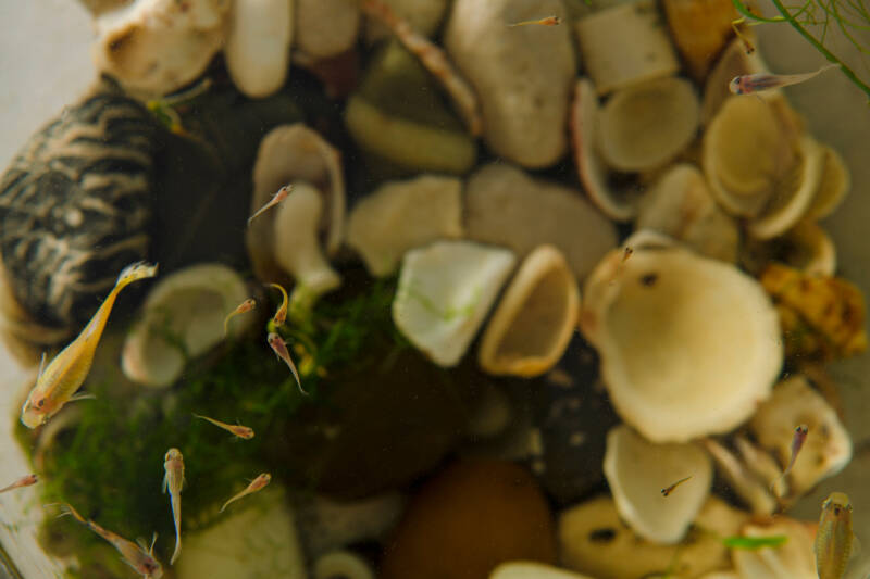 Newborn guppy fry swimming in aquarium with a stony bottom