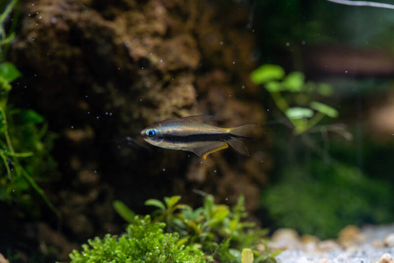 Nematobrycon palmeri also known as emperor tetra swimming in a decorated planted aquarium