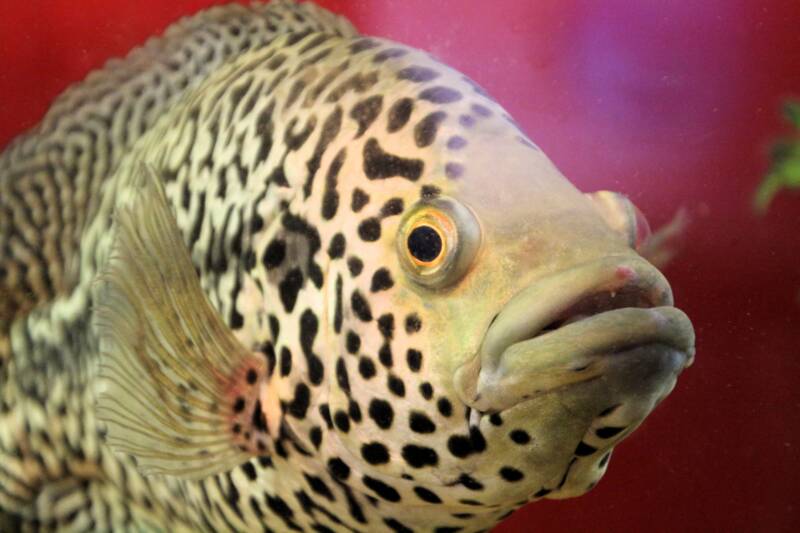 Big mouth of a jaguar cichlid close-up