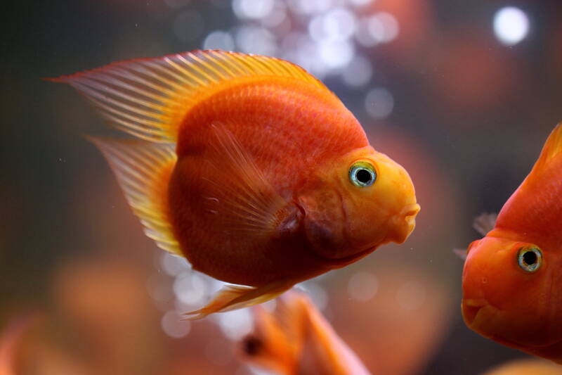 Red parrot cichlid swimming in a freshwater aquarium