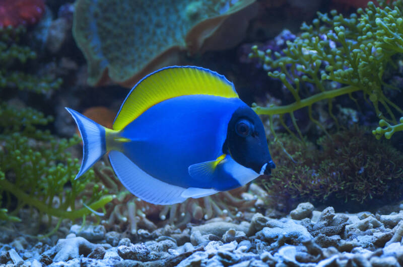 Acanthurus leucosternon better known as powder blue tang swimming in a marine aquarium with plants