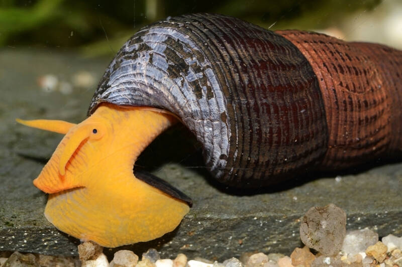 Rabbit snail crawling on a flat stone in a freshwater aquarium