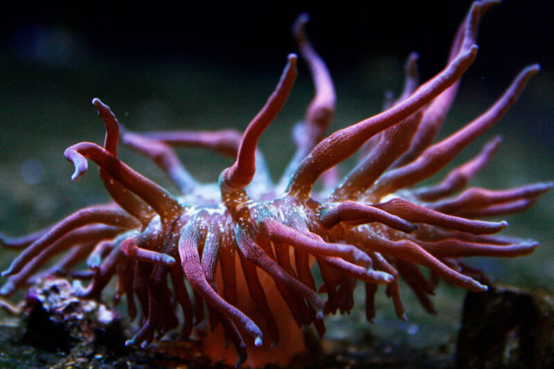 Red bubble tip anemone macro shot on a dark background