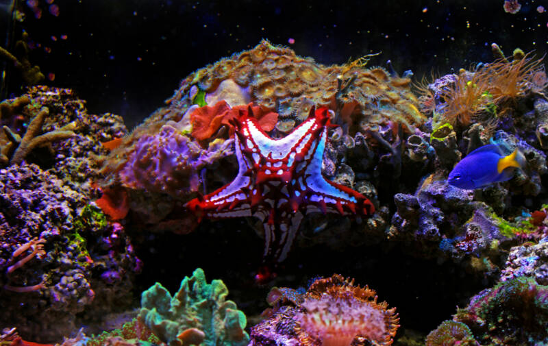 Protoreaster linckii commonly known as red-knobbed sea star staying on a reef in the sea