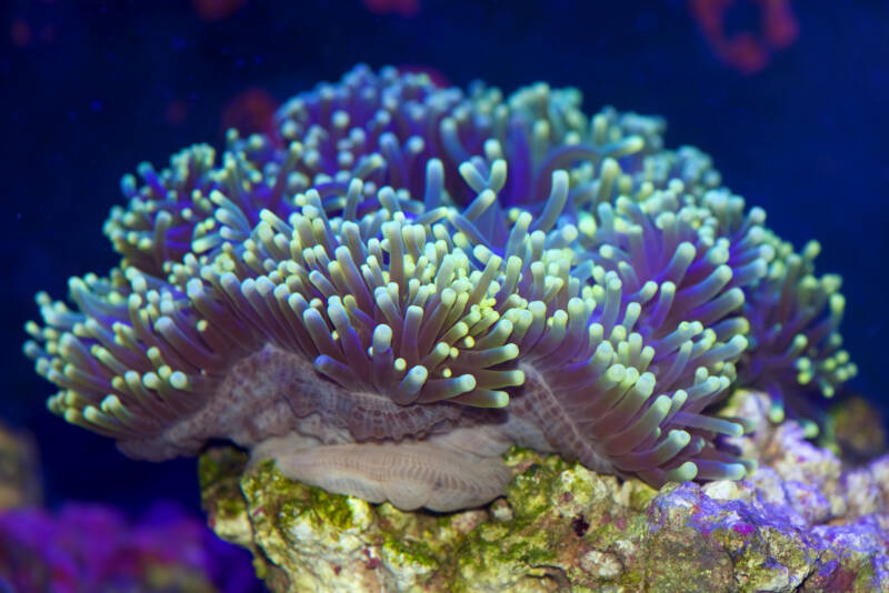 Heteractis magnifica also known as ritteri anemone attached to a live rock