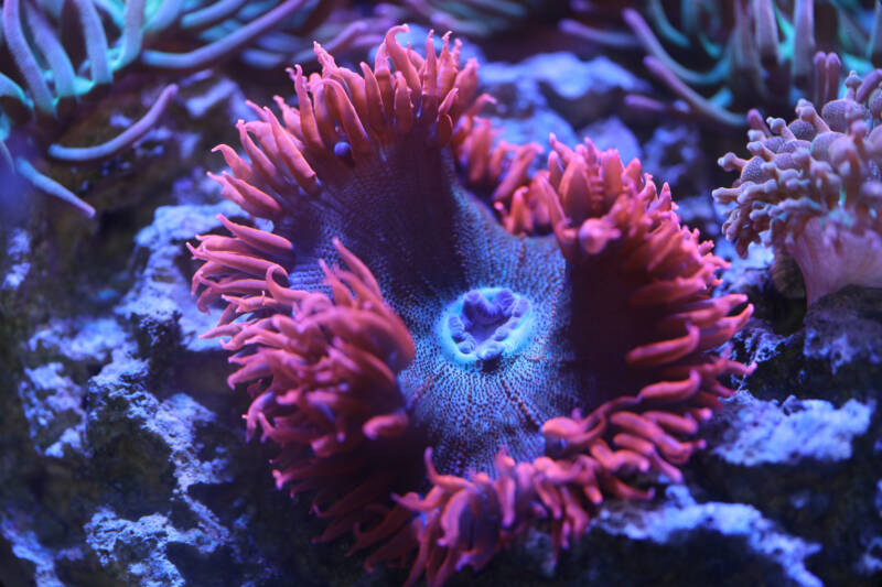 Phymanthus crucifer commonly known as rock flower anemone macro shot