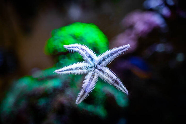Starfish Care Guide: Types, Tank Setup & Feeding Tips