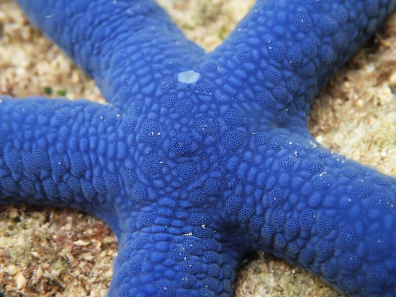 Close up view of a blue linckia starfish's external shell made up of papulae 