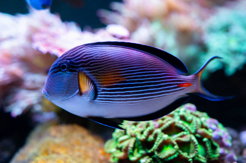 Acanthurus sohal also known as sohal tang swimming in a reef tank