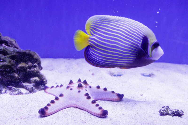 Chocolate chip starfish and a tang fish in a marine aquarium