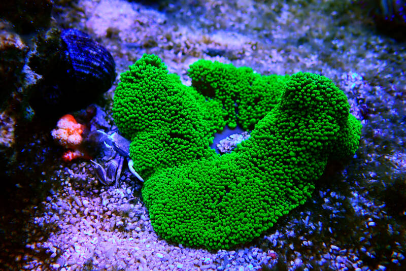 Green Haddon's Carpet anemone - Stichodactyla haddoni on the bottom