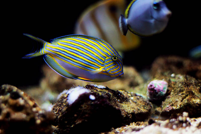 Clown tang with several other tangs or surgeon fish swimming close to live rocks