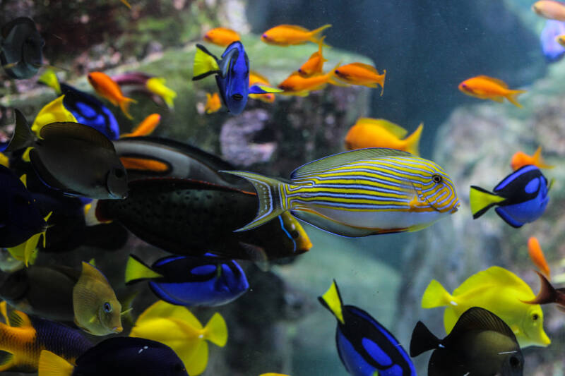 Dory fish closeup or Palette surgeonfish inside coral reefs in the blue aquarium