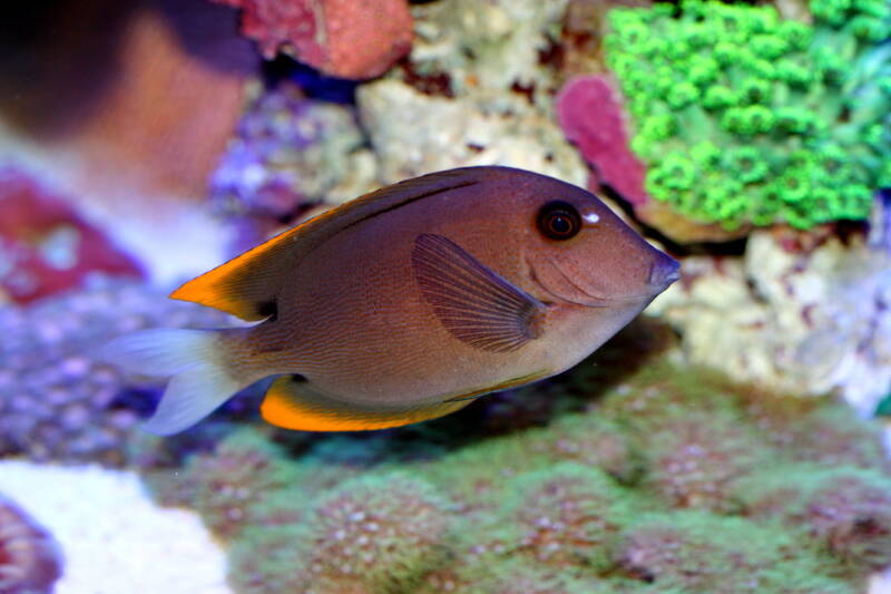 Ctenochaetus tominiensis also known as tomini tang swimming in a reef tank