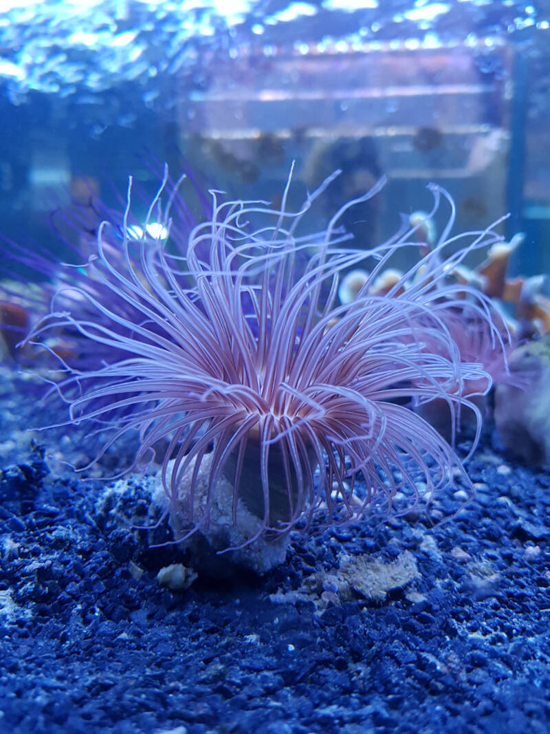 Cerianthus spp. also known as tube anemone in a marine aquarium