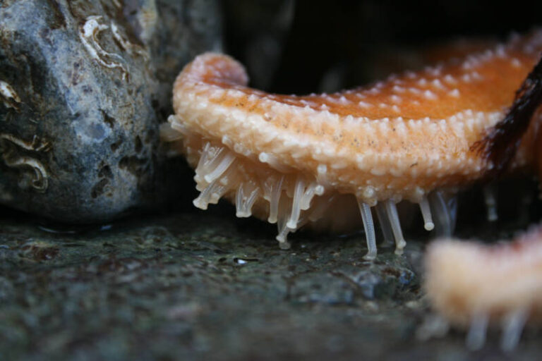 Starfish Care Guide: Types, Tank Setup & Feeding Tips