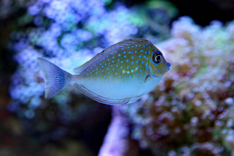 Naso vlamingii commonly known as vlamingii tang swimming actively in a marine tank