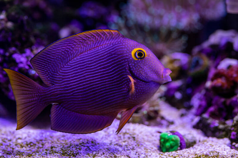 Ctenochaetus strigosus known as well as kole yellow-eyed tang swimming in a reef tank