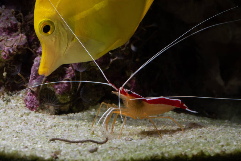 Yellow tang and cleaner shrimp in a reef tank