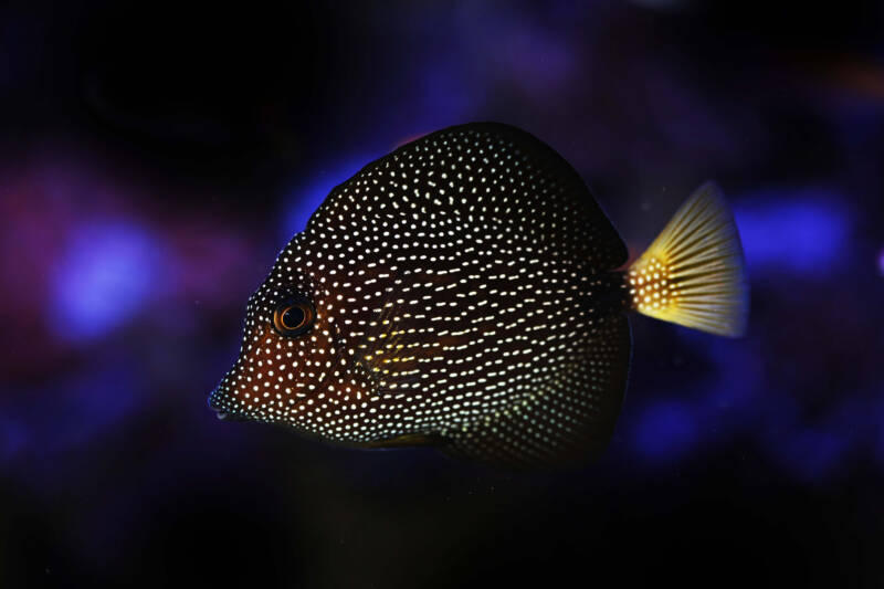 Zebrasoma gemmatum better known as gem tang swimming in a marine aquarium