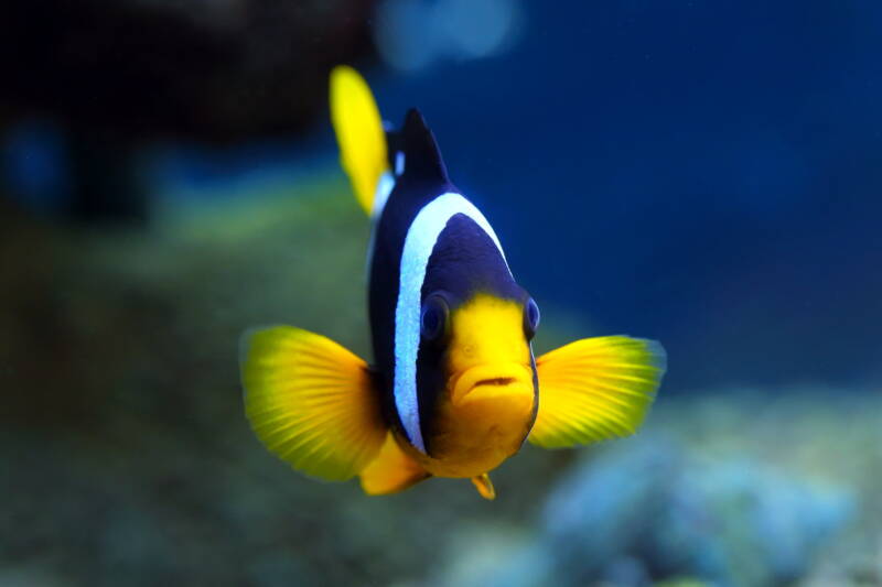 Amphiprion clarkii swimming in its clown-clumsy way