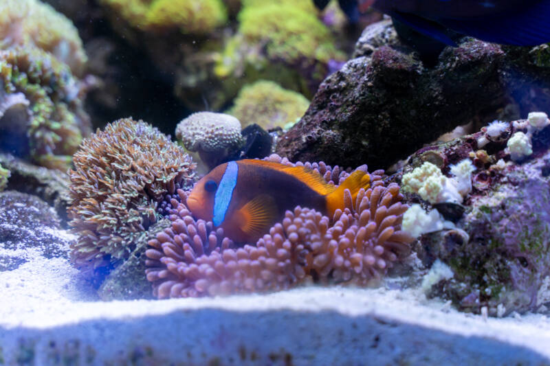 Clownfish Care Guide: Types, Tank Setup, and Anemone Pairing