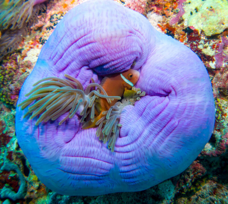 Clownfish (Amphiprion nigripes) wrapped up in a sea anemone