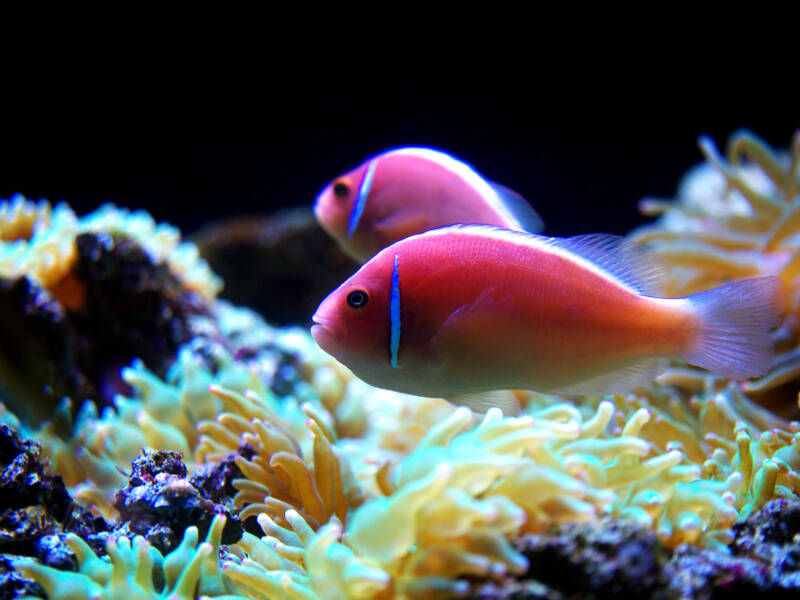 A pair of pink anemonefish swimming together in a marine aquarium with corals