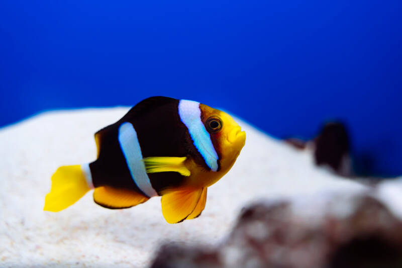 Amphiprion sebae also known as sebae clownfish swimming in a marine aquarium