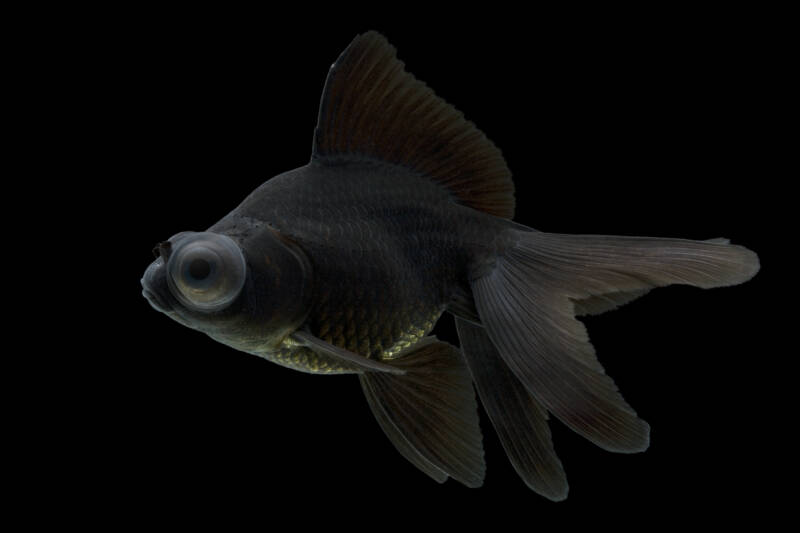 Black moor goldfish with a silver undertone on its belly close-up on a black background