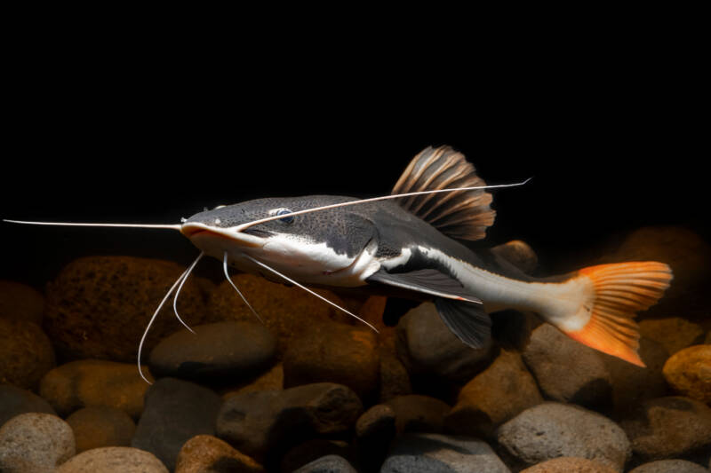 Phractocephalus hemioliopterus also known as redtail catfish swimming in aquarium with stones on the bottom