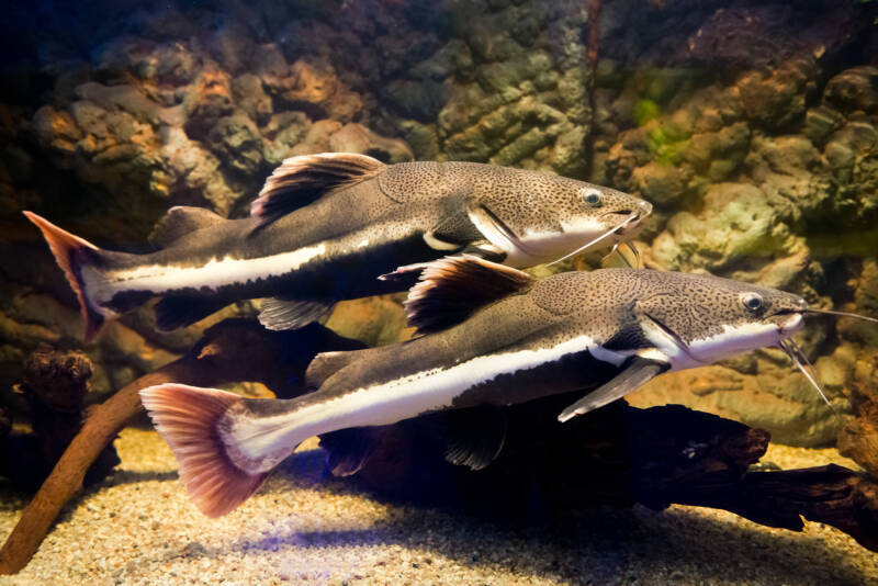 Pair of Phractocephalus hemioliopter swimming together in a huge aquarium decorated with a big rocks