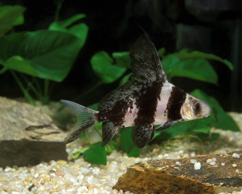 Juvenile Myxocyprinus asiaticus known commonly as Chinese high fin banded shark swimming in a planted freshwater aquarium