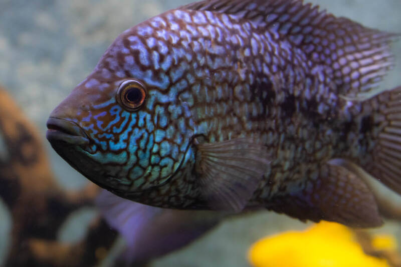 Herichthys cyanoguttatus also known as Texas cichlid close-up in aquarium