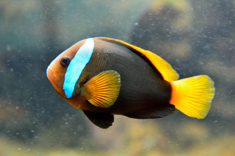 Amphiprion melanopus also known as cinnamon clownfish swimming in a marine aquarium