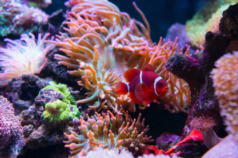 Clownfish Care Guide: Types, Tank Setup, and Anemone Pairing