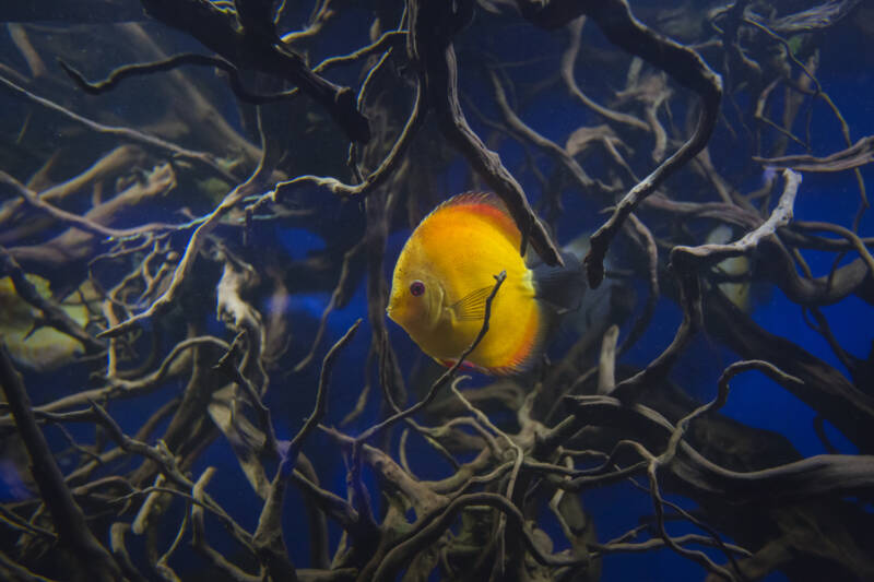 Discus fish swimming among a large driftwood in aquarium