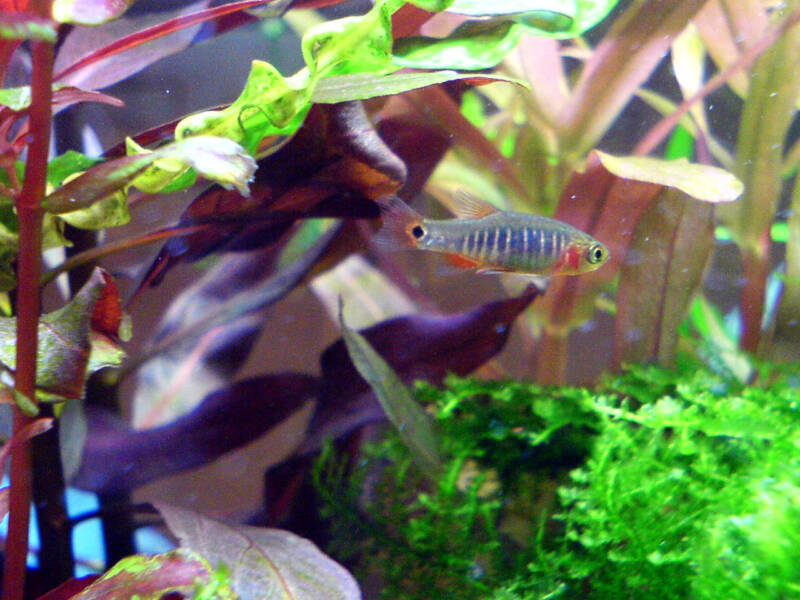 Celestichthys erythromicron also known as Microrasbora erythromicron swimming in a well planted freshwater aquarium