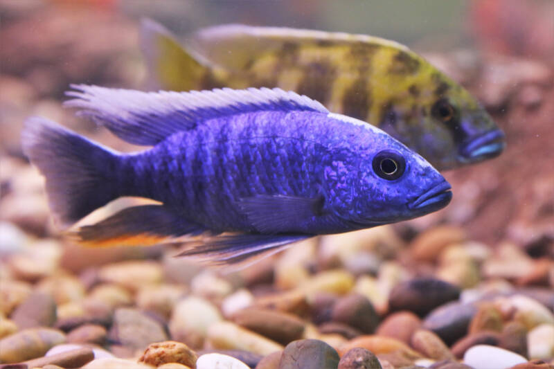 Sciaenochromis fryeri also known as well as electric blue hap swimming in aquarium with another cichlid