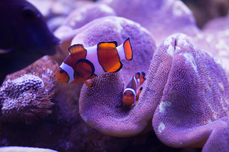 Clownfish Care Guide: Types, Tank Setup, and Anemone Pairing