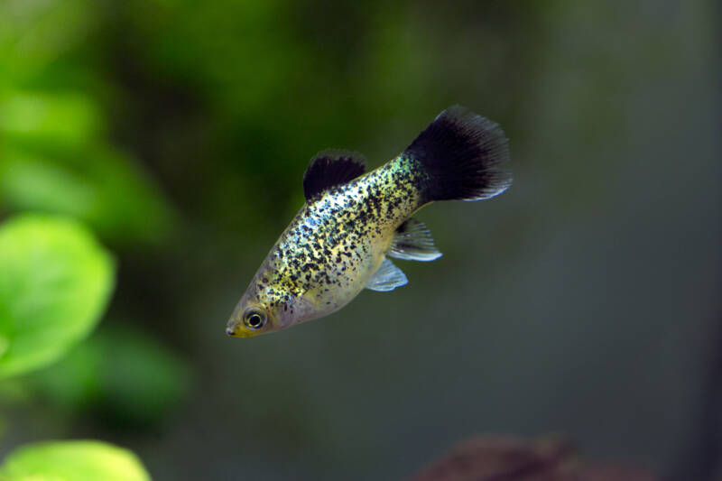 Green calico female platy fish swimming in the aquarium