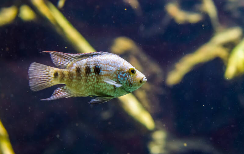 Herichthys cyanoguttatus known commonly as Texas cichlid swimming in a decorated aquarium