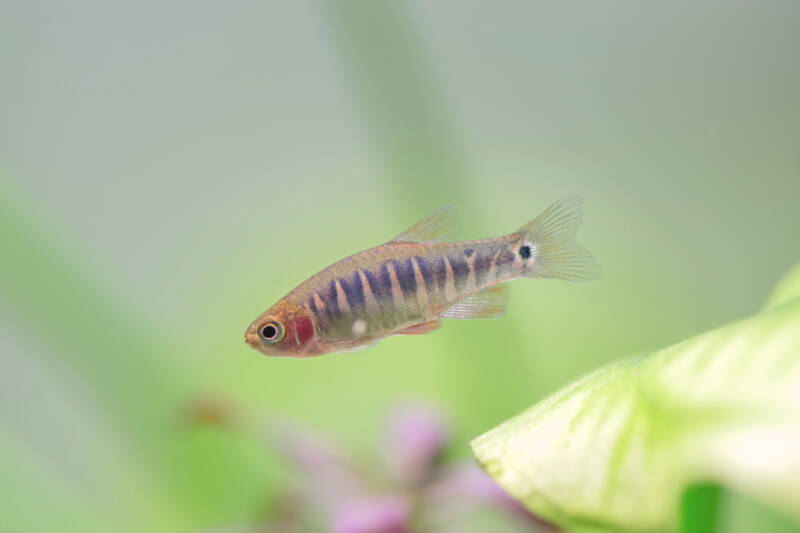 Microrasbora erythromicron also known as dwarf emerald rasbora swimming in a freshwater aquarium