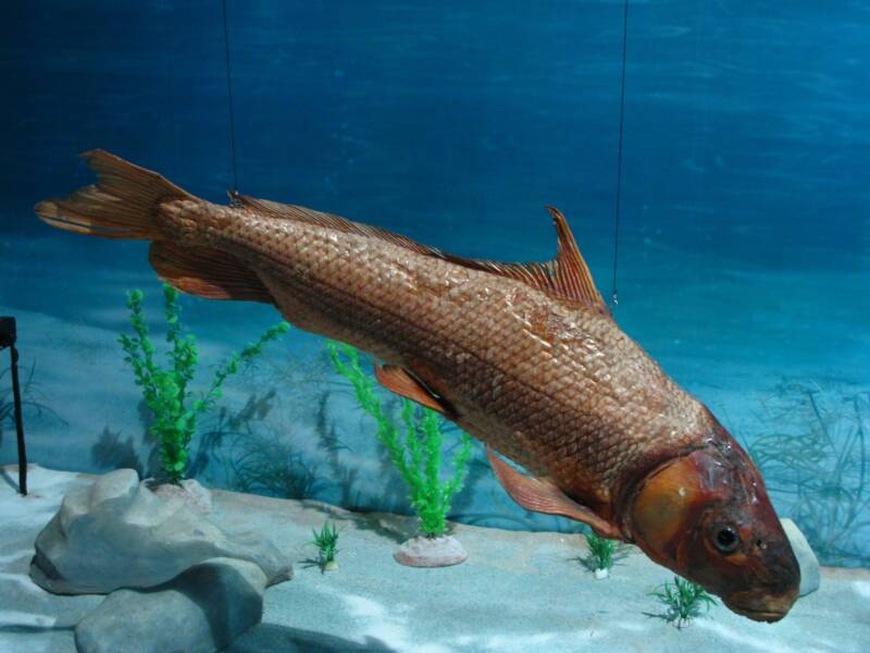 Sexually mature male of Myxocyprinus asiaticus also known as Chinese high fin banded shark swimming in aquarium