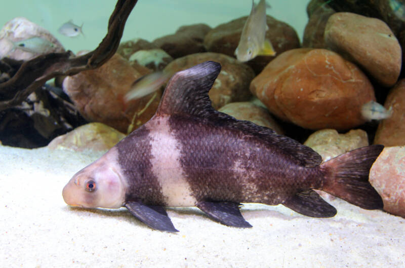 Chinese high fin banded shark begins to lose its banded features. Shot in a freshwater aquarium with lots of rocks and sandy bottom